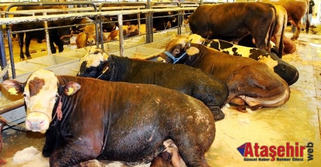 İSTANBUL'DA KURBAN SATIŞ VE KESİM YERLERİ